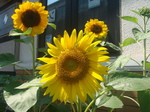 DSC06806.JPG